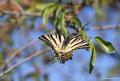 Iphiclides podalirius (Erik Kırlangıçkuyruğu)